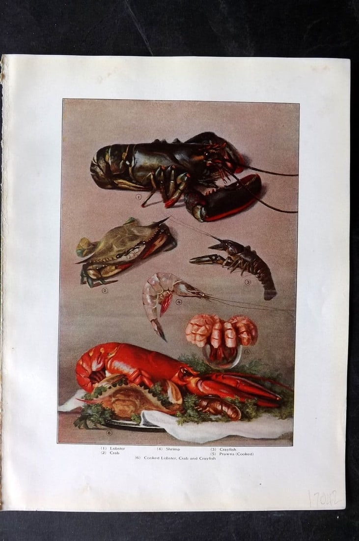 Ward, Artemas 1911 Antique Food Print. Lobster, Shrimp, Crayfish, Crab, Prawns: Antique Offset Lithograph Published 1911, New York for "The Grocer's Encyclopedia" Compiled by Artemas Ward. Paper Size: 11 x 8 inch (28 x 21cm) Very minor margin toning. Good Condition