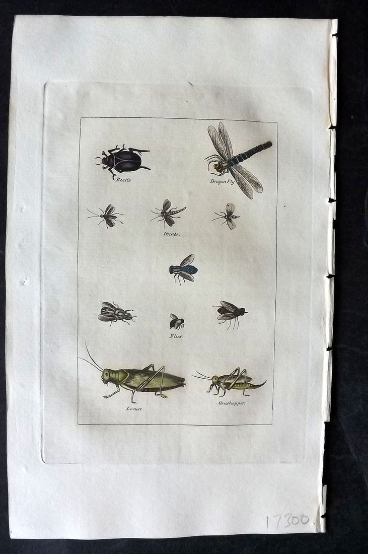 Buffon & Barr 1808 Hand Col Print. Beetle. Dragon Fly. Gnats. Flies. Locusts.: Antique Copper Plate Published 1808, London for "Natural History of Birds, Fish, Insects and Reptiles" [Barr's Buffon] by the Comte de Buffon et al. Fine hand colour as issued. Paper Size: 7.5 x 4.5 i