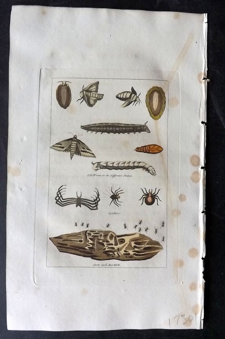 Buffon & Barr 1808 Hand Col Print. Silk Worm in its different states. Spiders: Antique Copper Plate Published 1808, London for "Natural History of Birds, Fish, Insects and Reptiles" [Barr's Buffon] by the Comte de Buffon et al. Fine hand colour as issued. Paper Size: 7.5 x 4.5 i