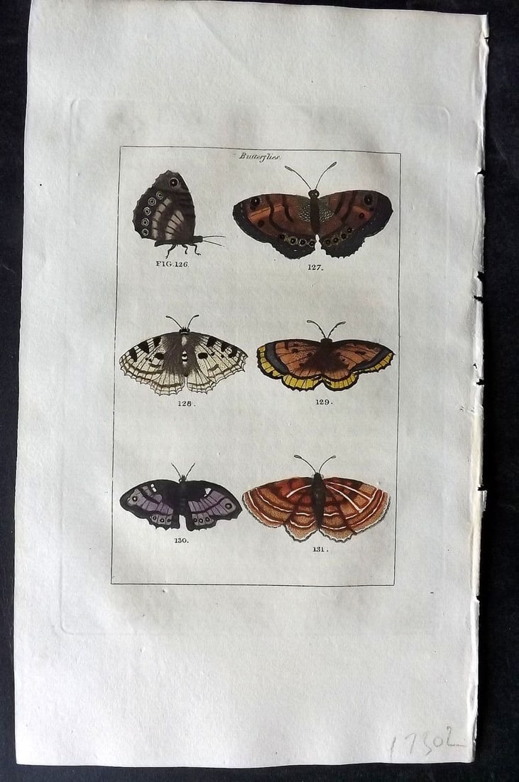 Buffon & Barr 1808 Hand Col Print. Butterflies: Antique Copper Plate Published 1808, London for "Natural History of Birds, Fish, Insects and Reptiles" [Barr's Buffon] by the Comte de Buffon et al. Fine hand colour as issued. Paper Size: 7.5 x 4.5 i