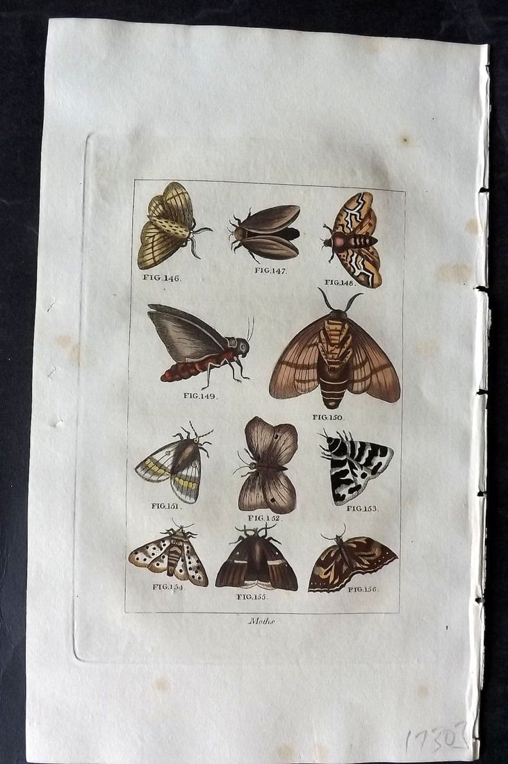 Buffon & Barr 1808 Hand Col Print. Moths: Antique Copper Plate Published 1808, London for "Natural History of Birds, Fish, Insects and Reptiles" [Barr's Buffon] by the Comte de Buffon et al. Fine hand colour as issued. Paper Size: 7.5 x 4.5 i