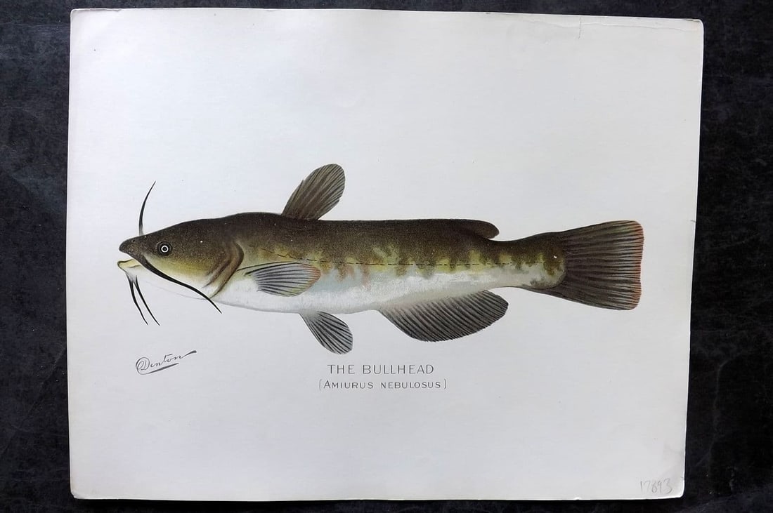 Denton, Sherman 1902 Folio Fish Print. The Bullhead (1 of 1)
