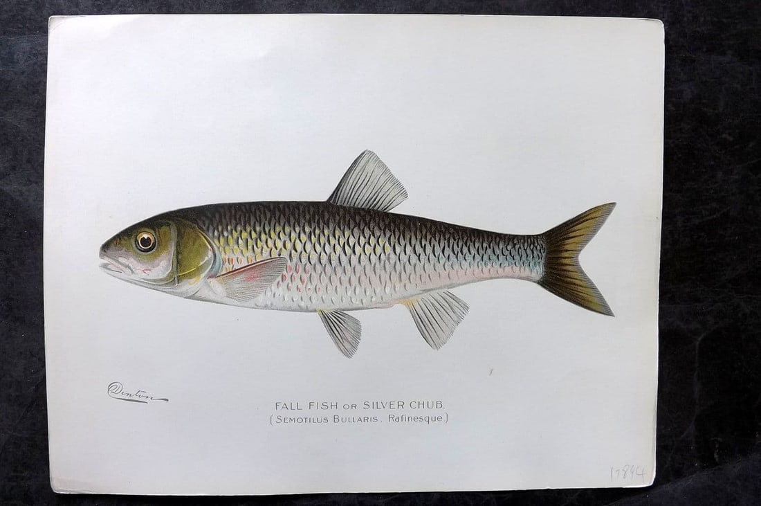Denton, Sherman 1902 Folio Fish Print. Fall Fish or Silver Chub (1 of 1)