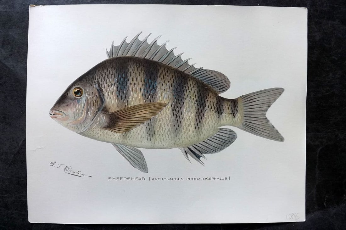 Denton, Sherman 1902 Folio Fish Print. Sheapshead (1 of 1)