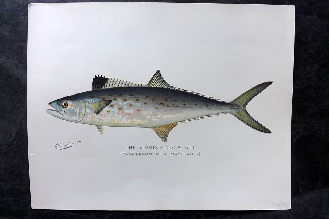 Denton, Sherman 1902 Folio Fish Print. Spanish Mackerel (1 of 1)
