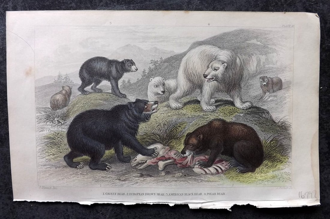 Goldsmith, Oliver 1855 HCol Print Grisly, European Brown, American Black, Polar Bear 48: Antique Steel Engraving Published 1854-55 by Blackie & Son, London for "A History of the Earth and Animated Nature" by Oliver Goldsmith. Fine hand colour as issued. Paper Size: 9.5 x 6 inch (24 x 16cm