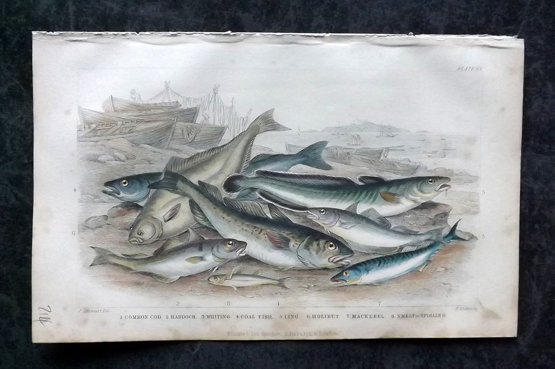 Goldsmith, Oliver 1852 Hand Col Fish Print. Cod, Haddock, Whiting, Smelt (1 of 1)