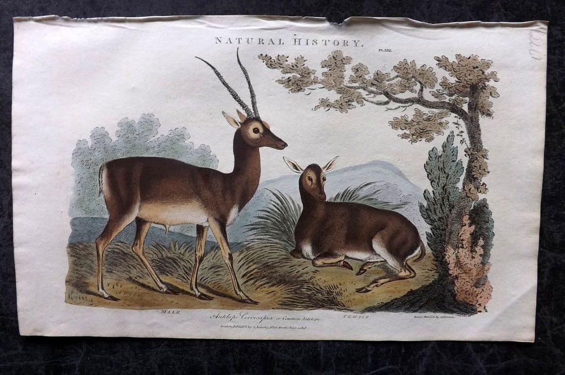 Good, John 1813 Hand Col Print. Antilope 21: Antique Copper Plate Published 1806-13, London for "Pantologia: A New Cyclopaedia, Comprehending a Complete Series of Essays" by John Mason Good et al. Fine hand colour as issued. Paper Size: 9.5 x 6 