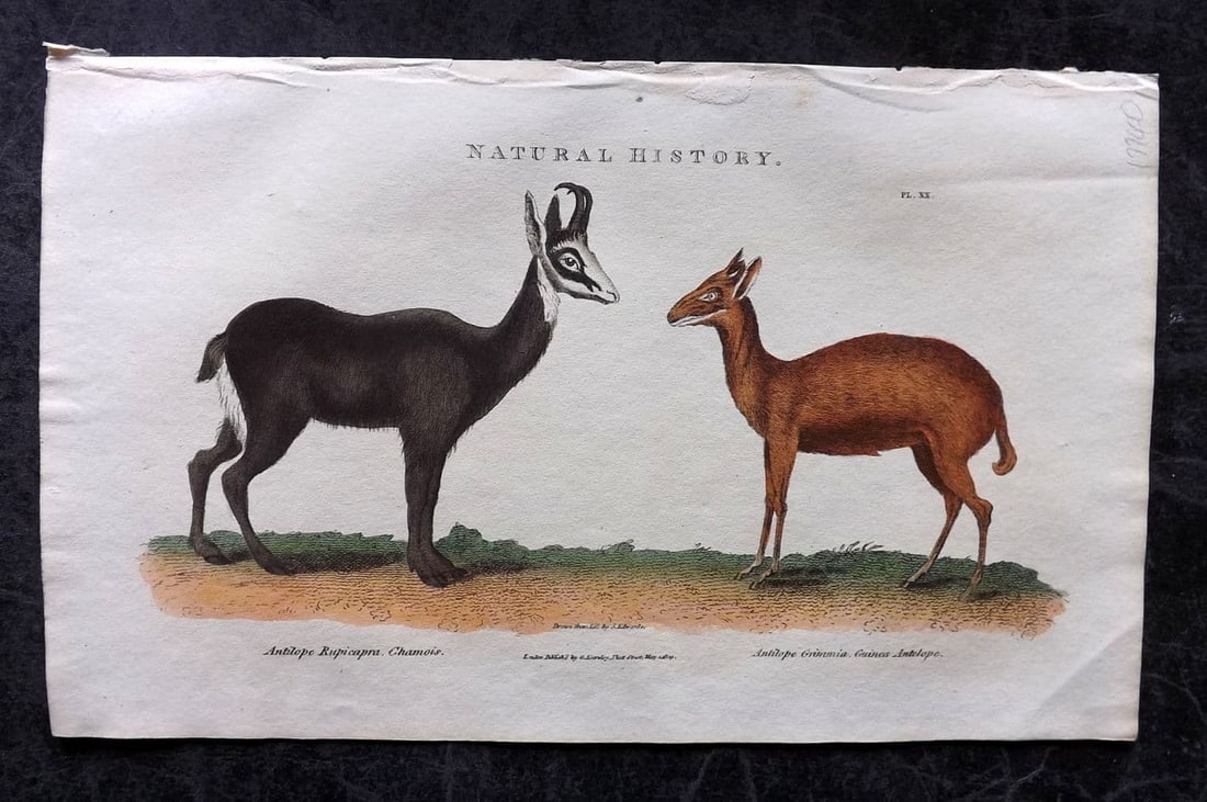 Good, John 1813 Hand Col Print. Antilope 20: Antique Copper Plate Published 1806-13, London for "Pantologia: A New Cyclopaedia, Comprehending a Complete Series of Essays" by John Mason Good et al. Fine hand colour as issued. Paper Size: 9.5 x 6 