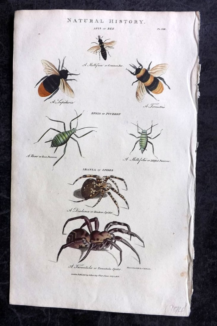 Good, John 1813 Hand Col Print. Bees, Aphis, Spiders 22: Antique Copper Plate Published 1806-13, London for "Pantologia: A New Cyclopaedia, Comprehending a Complete Series of Essays" by John Mason Good et al. Fine hand colour as issued. Paper Size: 9.5 x 6 