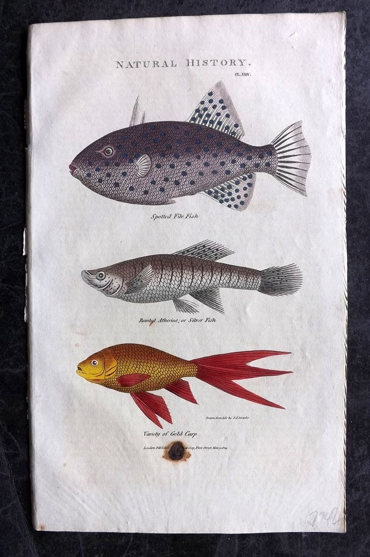 Good, John 1813 Hand Col Print. Spotted File Fish, Atherine, Gold Carp 24: Antique Copper Plate Published 1806-13, London for "Pantologia: A New Cyclopaedia, Comprehending a Complete Series of Essays" by John Mason Good et al. Fine hand colour as issued. Paper Size: 9.5 x 6 