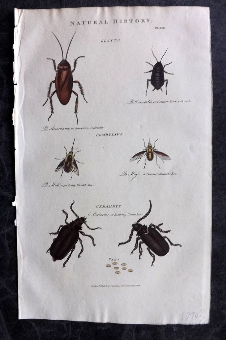 Good, John 1813 Hand Col Print. Blatter Cockroach, Humble Bee, Cerambyx Insects 31: Antique Copper Plate Published 1806-13, London for "Pantologia: A New Cyclopaedia, Comprehending a Complete Series of Essays" by John Mason Good et al. Fine hand colour as issued. Paper Size: 9.5 x 6 