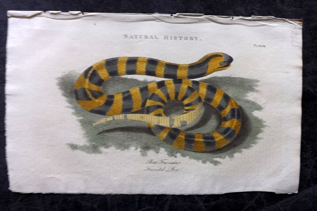 Good, John 1813 Hand Col Print. Fasciated Boa Snake 33: Antique Copper Plate Published 1806-13, London for "Pantologia: A New Cyclopaedia, Comprehending a Complete Series of Essays" by John Mason Good et al. Fine hand colour as issued. Paper Size: 9.5 x 6 