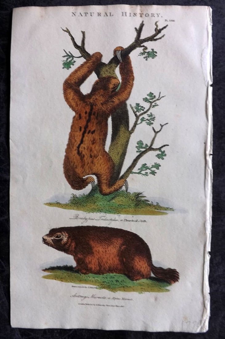 Good, John 1813 Hand Col Print. Three Toed Sloth, Alpine Marmot 23 (1 of 1)
