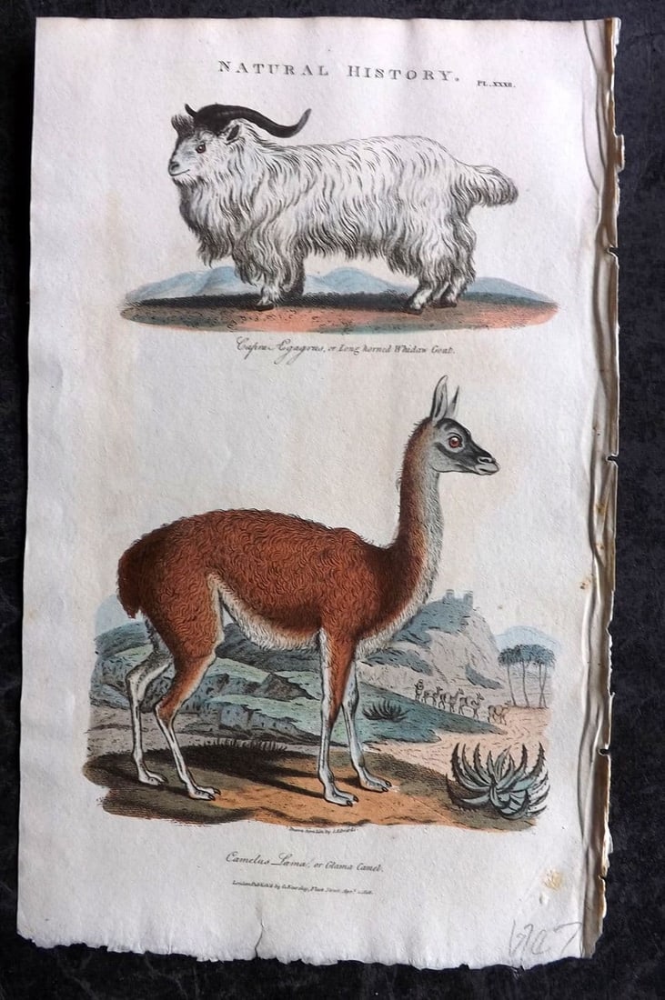 Good, John 1813 Hand Col Print. Long Horned Whidaw Goat, Glama Camel 32: Antique Copper Plate Published 1806-13, London for "Pantologia: A New Cyclopaedia, Comprehending a Complete Series of Essays" by John Mason Good et al. Fine hand colour as issued. Paper Size: 9.5 x 6 