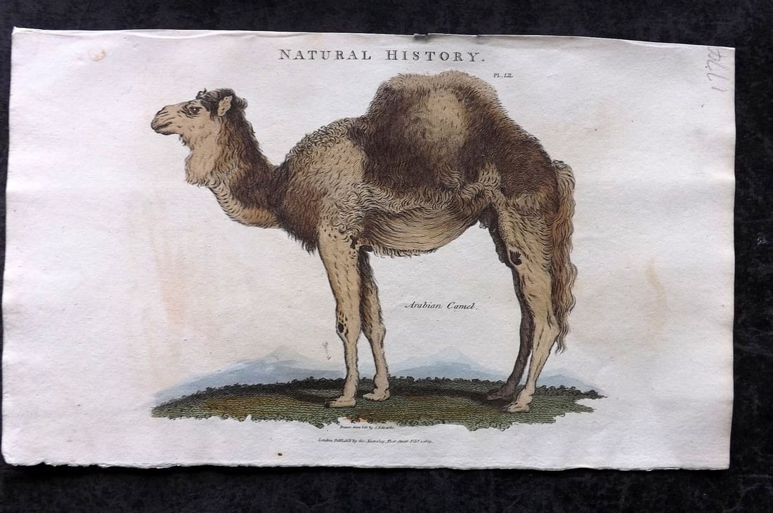 Good, John 1813 Hand Col Print. Arabian Camel 52 (1 of 1)