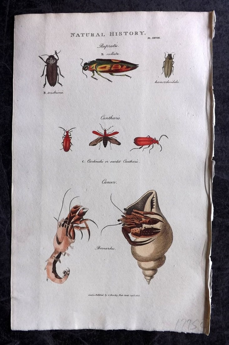 Good, John 1813 Hand Col Print. Buprestis & Canthatis Insects, Cancer Crabs 28: Antique Copper Plate Published 1806-13, London for "Pantologia: A New Cyclopaedia, Comprehending a Complete Series of Essays" by John Mason Good et al. Fine hand colour as issued. Paper Size: 9.5 x 6 