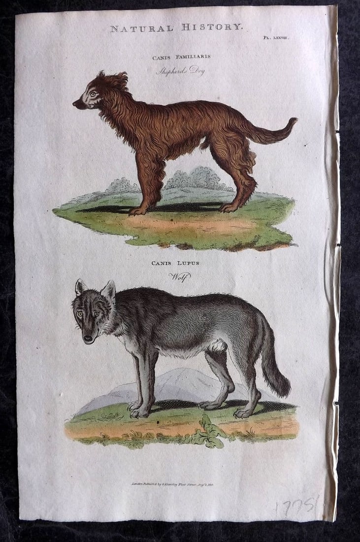 Good, John 1813 Hand Col Print. Sheperds Dog, Wolf 78 (1 of 1)