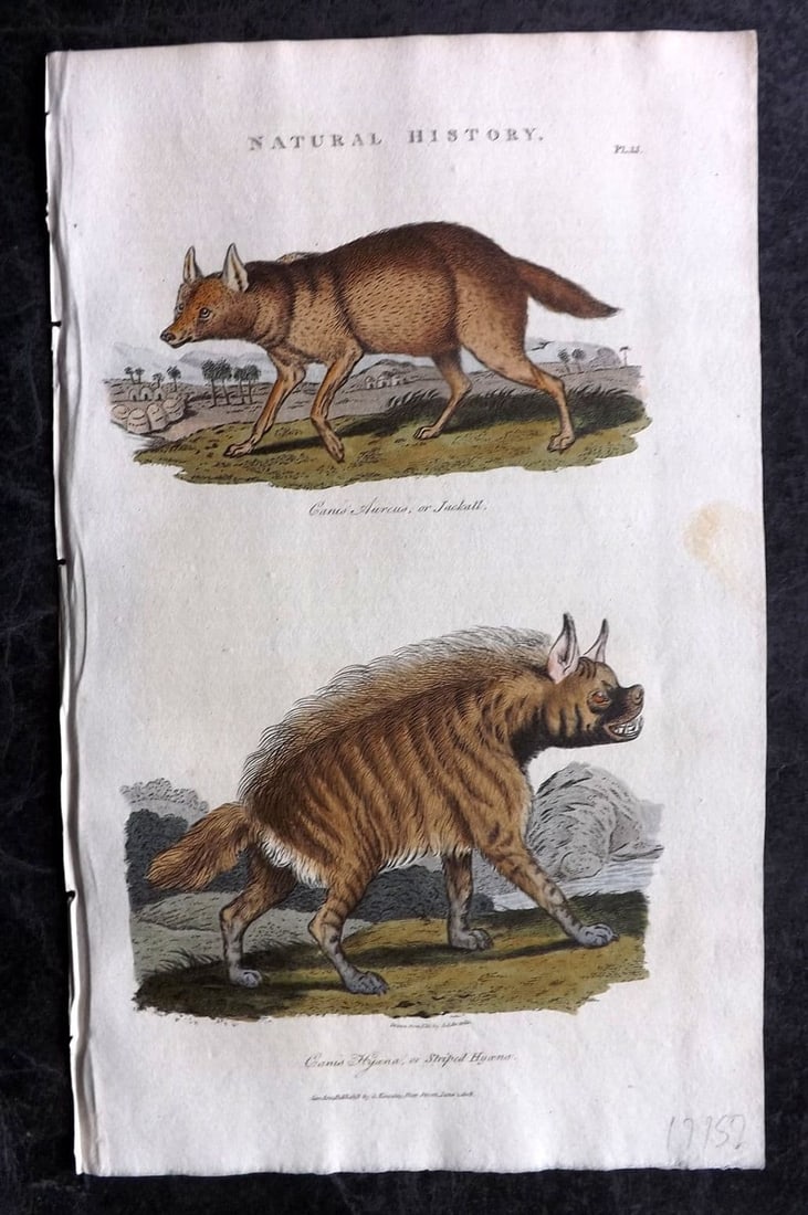 Good, John 1813 Hand Col Print. Jackall & Striped Hyena 51: Antique Copper Plate Published 1806-13, London for "Pantologia: A New Cyclopaedia, Comprehending a Complete Series of Essays" by John Mason Good et al. Fine hand colour as issued. Paper Size: 9.5 x 6 