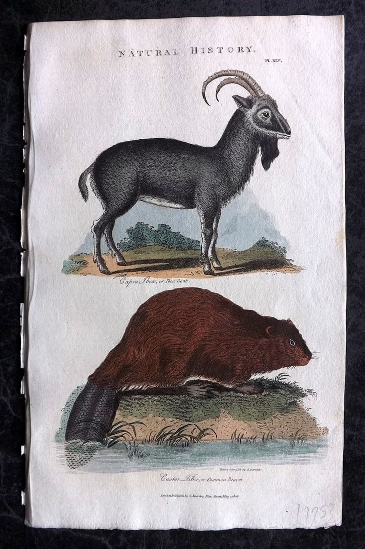 Good, John 1813 Hand Col Print. Ibex Goat & Common Beaver 45: Antique Copper Plate Published 1806-13, London for "Pantologia: A New Cyclopaedia, Comprehending a Complete Series of Essays" by John Mason Good et al. Fine hand colour as issued. Paper Size: 9.5 x 6 