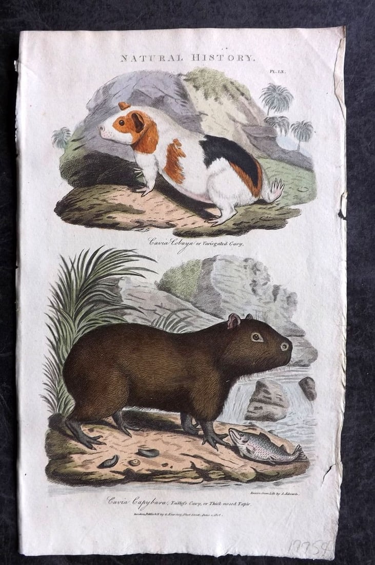 Good, John 1813 Hand Col Print. Variegated & Taillefs Cavy. Guinea Pig 60 (1 of 1)