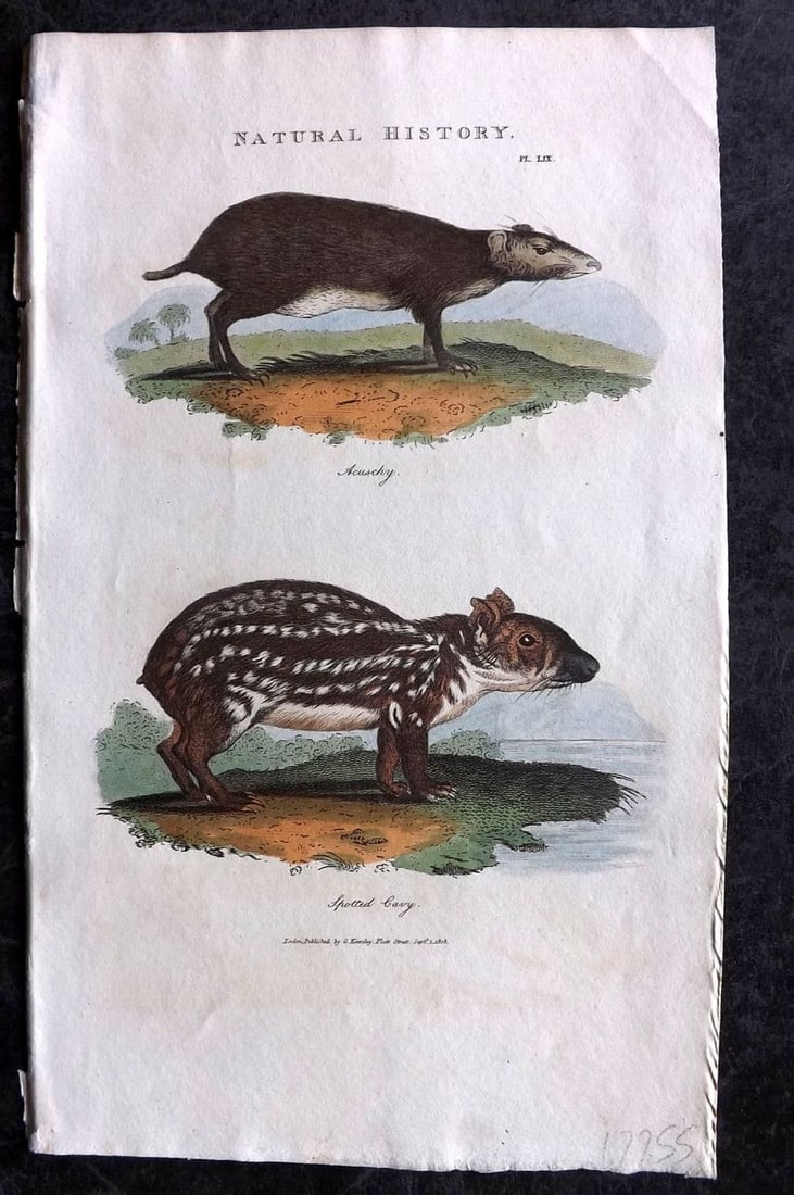 Good, John 1813 Hand Col Print. Asuschy & Spotted Cavy 59: Antique Copper Plate Published 1806-13, London for "Pantologia: A New Cyclopaedia, Comprehending a Complete Series of Essays" by John Mason Good et al. Fine hand colour as issued. Paper Size: 9.5 x 6 