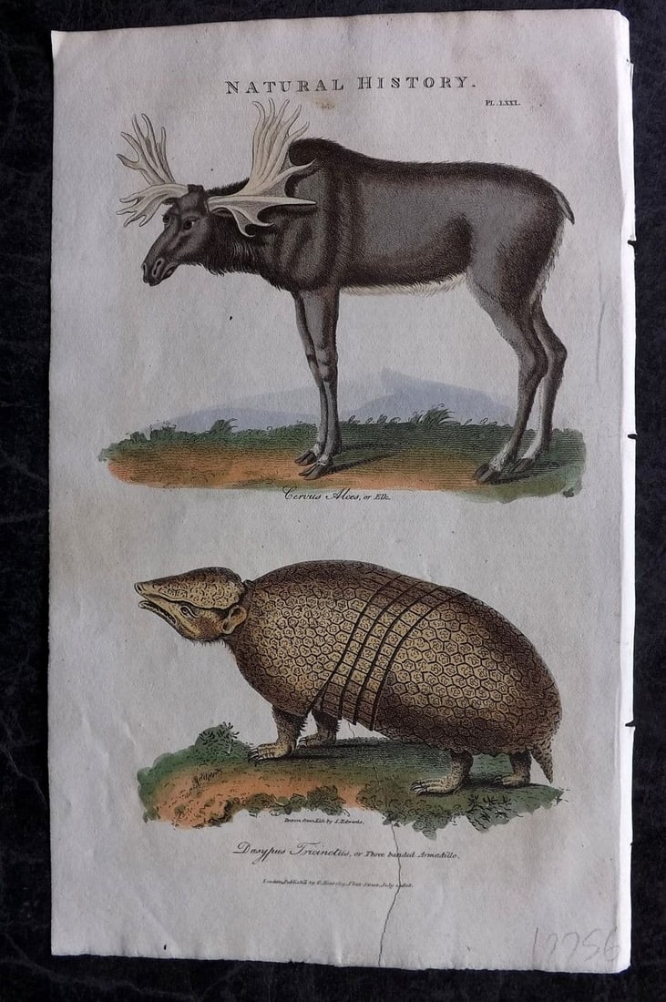 Good, John 1813 Hand Col Print. Elk & Three Banded Armadillo 71 (1 of 1)