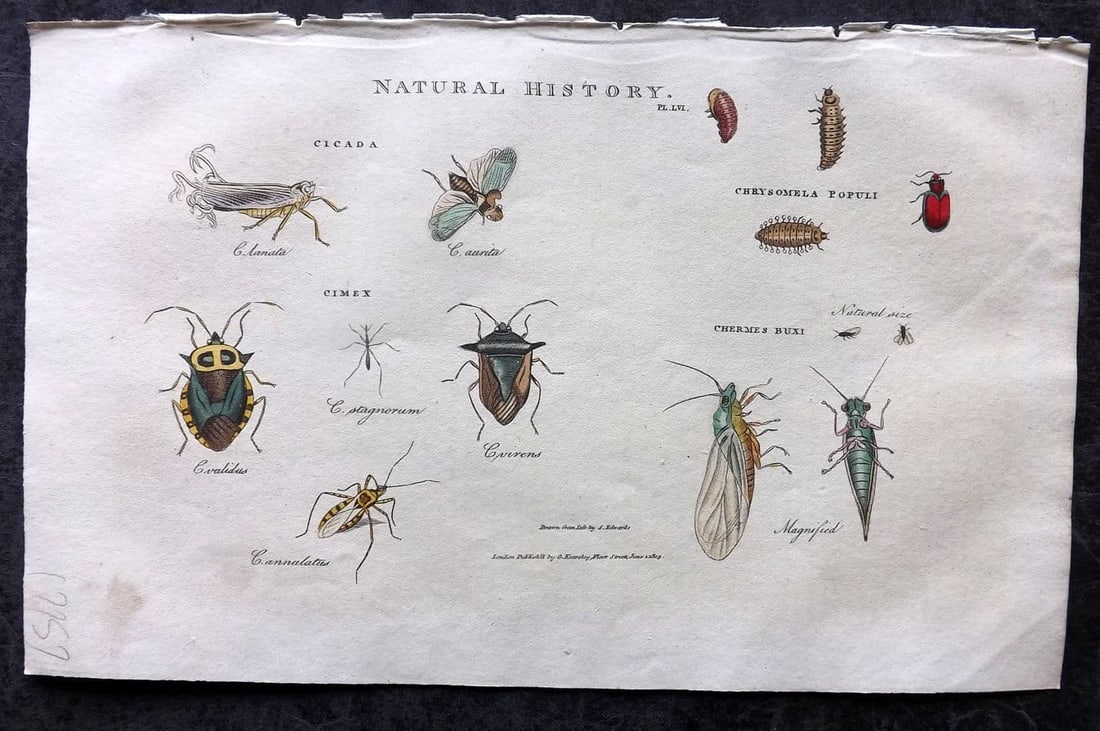 Good, John 1813 Hand Col Print. Cicada, Cimex, Chrysomela, Chermes Inects 56: Antique Copper Plate Published 1806-13, London for "Pantologia: A New Cyclopaedia, Comprehending a Complete Series of Essays" by John Mason Good et al. Fine hand colour as issued. Paper Size: 9.5 x 6 