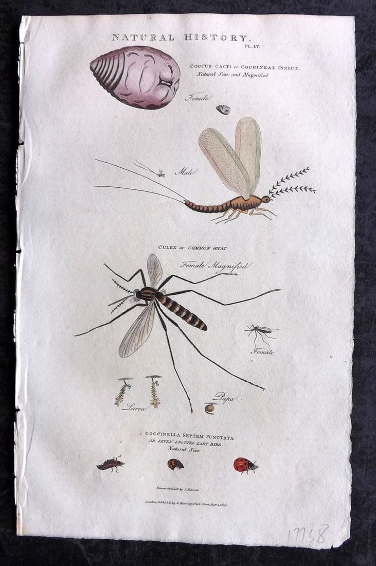 Good, John 1813 Hand Col Print. Cocus Cacti, Gnat, Lady Bird Insects 55: Antique Copper Plate Published 1806-13, London for "Pantologia: A New Cyclopaedia, Comprehending a Complete Series of Essays" by John Mason Good et al. Fine hand colour as issued. Paper Size: 9.5 x 6 