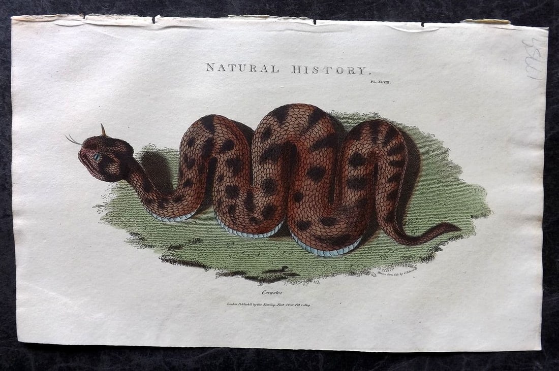 Good, John 1813 Hand Col Print. Cerastes Snake 48: Antique Copper Plate Published 1806-13, London for "Pantologia: A New Cyclopaedia, Comprehending a Complete Series of Essays" by John Mason Good et al. Fine hand colour as issued. Paper Size: 9.5 x 6 
