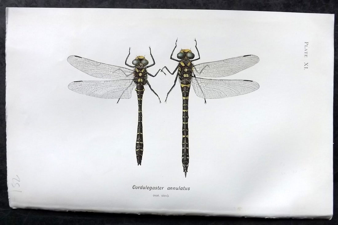 Lucas - British Dragonflies 1899 Print. Cordulegaster Annulatus 11: Lithograph Published 1899, London for "British Dragonflies" by William John Lucas. Paper Size: 8.5 x 5.5 inch (22 x 14cm) Good Condition