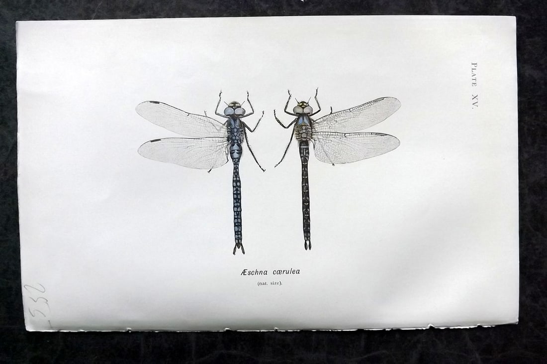Lucas - British Dragonflies 1899 Print. Aeschna Coerulea 15: Lithograph Published 1899, London for "British Dragonflies" by William John Lucas. Paper Size: 8.5 x 5.5 inch (22 x 14cm) Good Condition