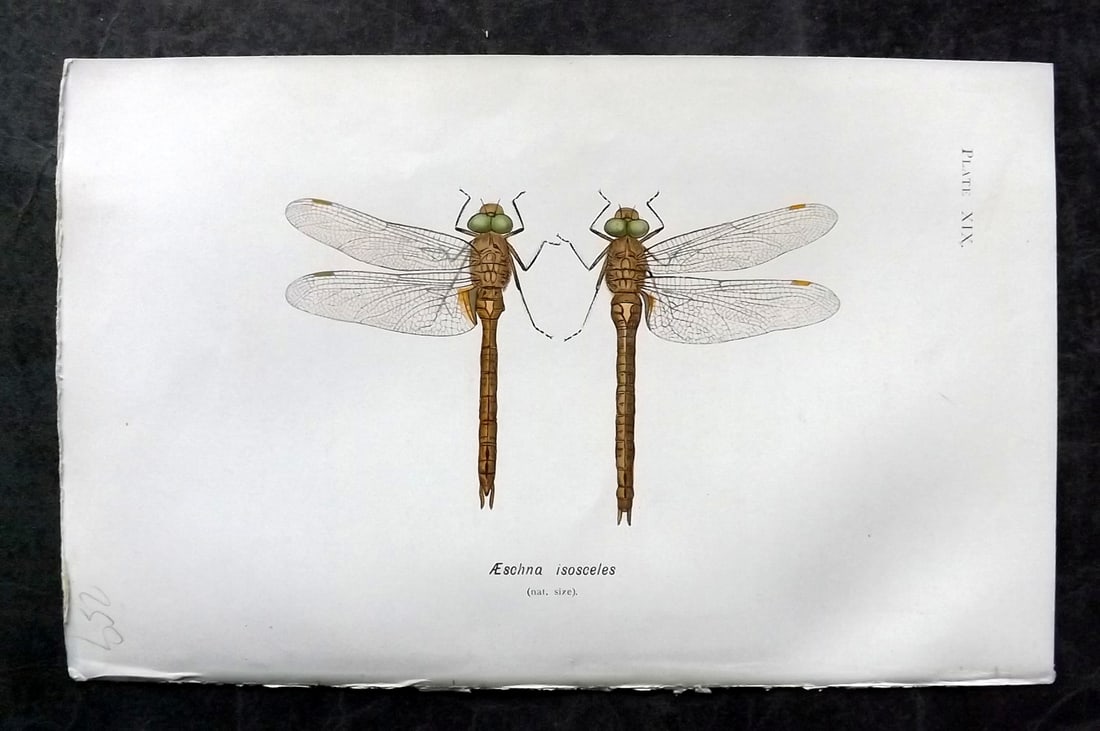 Lucas - British Dragonflies 1899 Print. Aeschna Isosceles 19: Lithograph Published 1899, London for "British Dragonflies" by William John Lucas. Paper Size: 8.5 x 5.5 inch (22 x 14cm) Good Condition