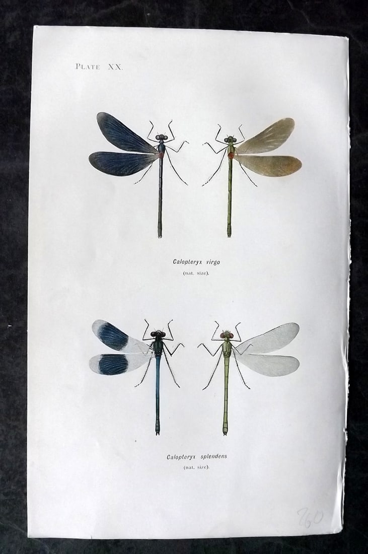 Lucas - British Dragonflies 1899 Print. Calopteryx Virgo & Splendens 20: Lithograph Published 1899, London for "British Dragonflies" by William John Lucas. Paper Size: 8.5 x 5.5 inch (22 x 14cm) Good Condition