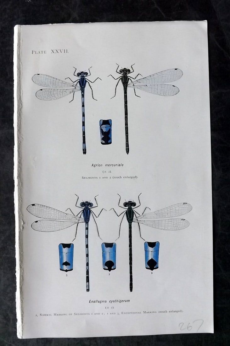 Lucas - British Dragonflies 1899 Print. Agrion Mercuriale & Enallagma Cyathigerum 27: Lithograph Published 1899, London for "British Dragonflies" by William John Lucas. Paper Size: 8.5 x 5.5 inch (22 x 14cm) Good Condition