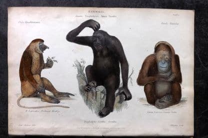 Richardson, John 1862 Hand Col Print. Probuscis Monkey, Gorilla, Ourang Outan 01 (1 of 1)