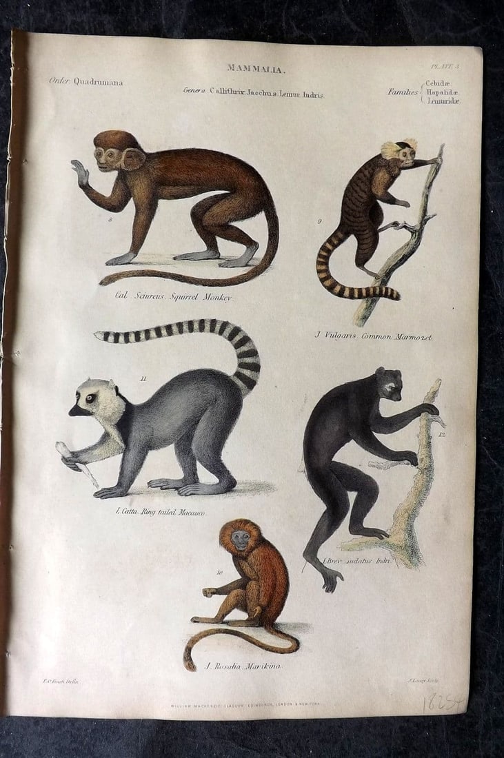 Richardson, John 1862 Hand Col Print. Red Howler, Mandrill, Coaiti, Horned Monkey 02 (1 of 1)