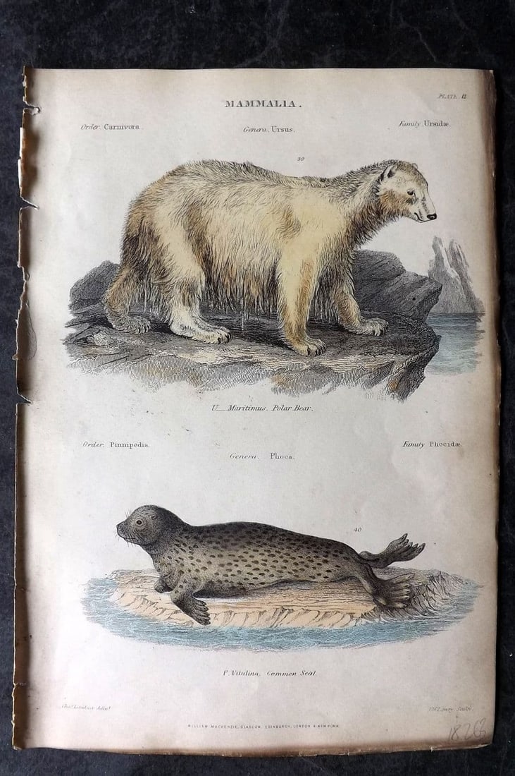 Richardson, John 1862 Hand Col Print. Polar Bear, Common Seal 12 (1 of 1)