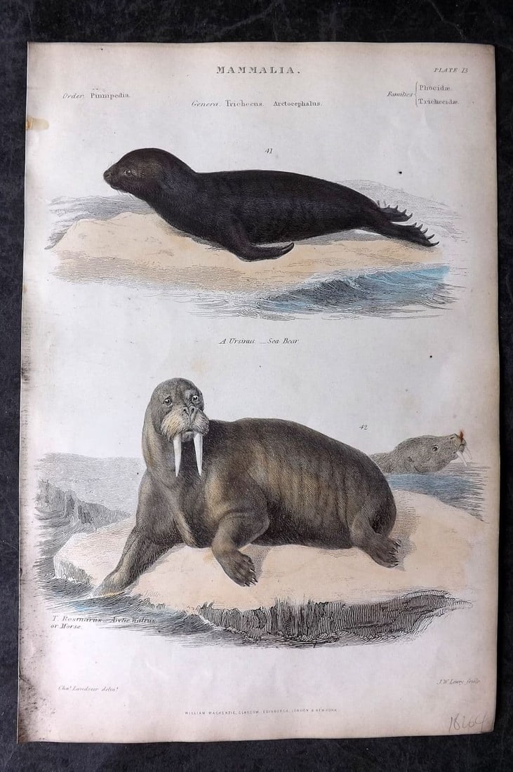 Richardson, John 1862 Hand Col Print. Sea Bear, Arctic Walrus 13 (1 of 1)