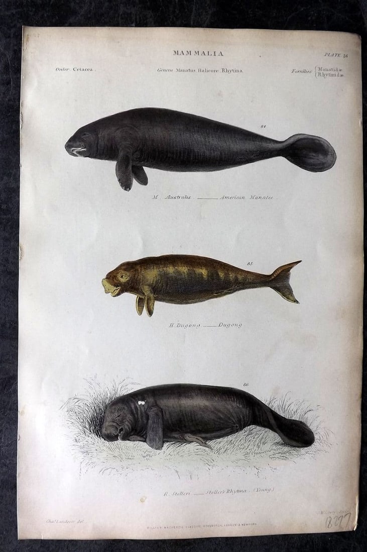 Richardson, John 1862 Hand Col Print. American Manatee, Dugong, Steller's Rhytina 26 (1 of 1)
