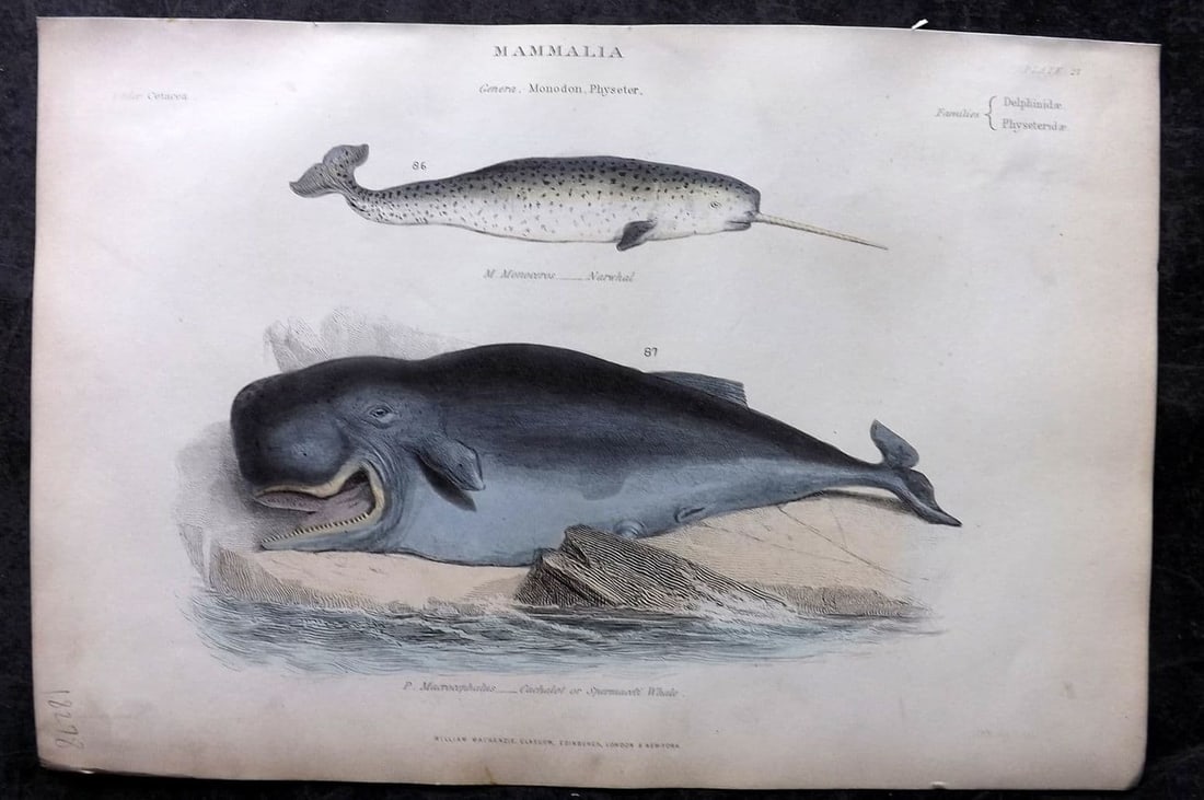Richardson, John 1862 Hand Col Print. Narwhal, Cachalot or Sperm Whale 27: Antique Steel Engraving/Etching Published 1859-62 by William Mackenzie, Edinburgh & London for "The Museum of Natural History" by John Richardson. Fine hand colour as issued. Paper Size: 10.5 x 7.5 in