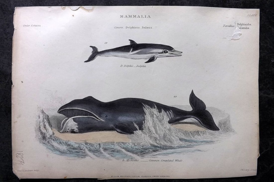 Richardson, John 1862 Hand Col Print. Dolphin, Common Greenland Whale 28: Antique Steel Engraving/Etching Published 1859-62 by William Mackenzie, Edinburgh & London for "The Museum of Natural History" by John Richardson. Fine hand colour as issued. Paper Size: 10.5 x 7.5 in
