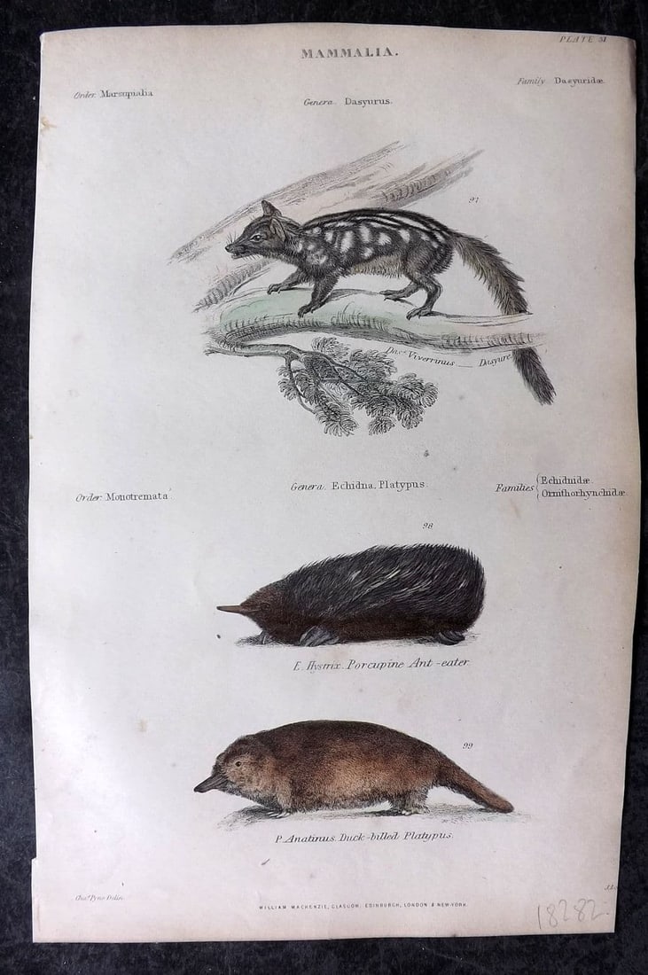 Richardson, John 1862 Hand Col Print. Echnida, Porcupine Ant Eater, Duckbill Platypus Australia 31 (1 of 1)