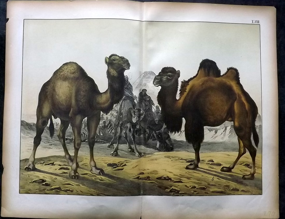Schubert, Gotthilf C1880 Folio Print. Camels 18 (1 of 1)