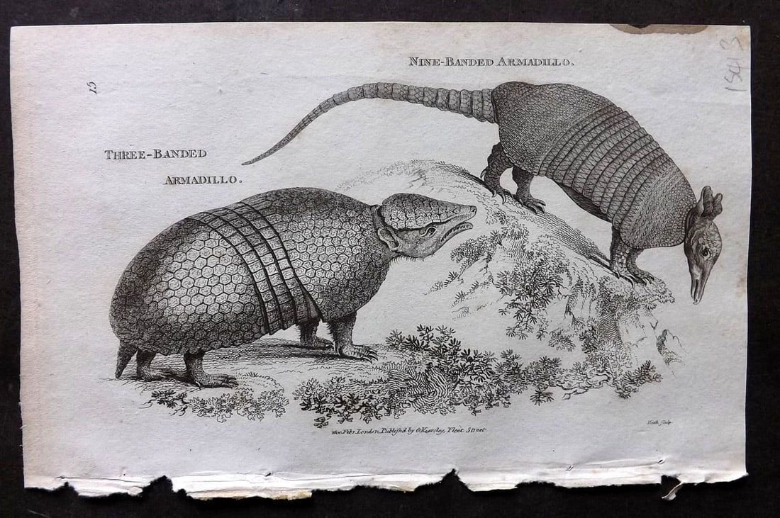 Shaw, George 1809 Antique Print. Three Banded & Nine Banded Armadillo 15 (1 of 1)