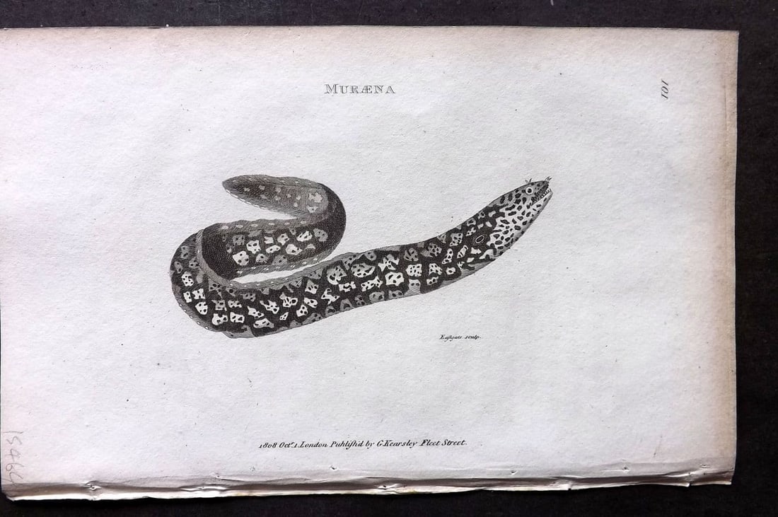 Shaw, George 1809 Antique Fish Print. Muraena 101: Copper Plate Published 1809 by G.Kearsley, London for "Zoological Lectures..." by George Shaw. Paper Size: 8.5 x 5 inch (22 x 13cm) Good Condition