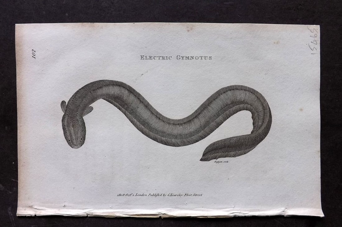 Shaw, George 1809 Antique Fish Print. Electric Gymnotus 102: Copper Plate Published 1809 by G.Kearsley, London for "Zoological Lectures..." by George Shaw. Paper Size: 8.5 x 5 inch (22 x 13cm) Good Condition