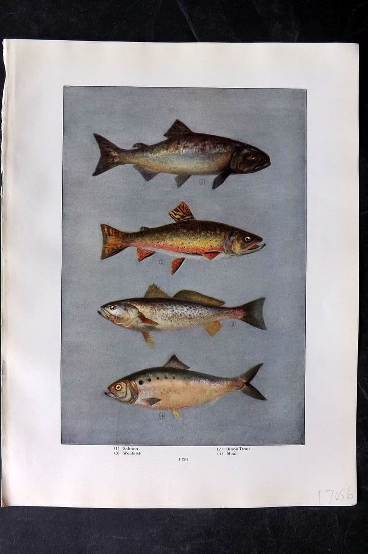 Ward, Artemas 1911 Antique Fish Print. Trout, Whitefish, Perch, Black Bass (1 of 1)