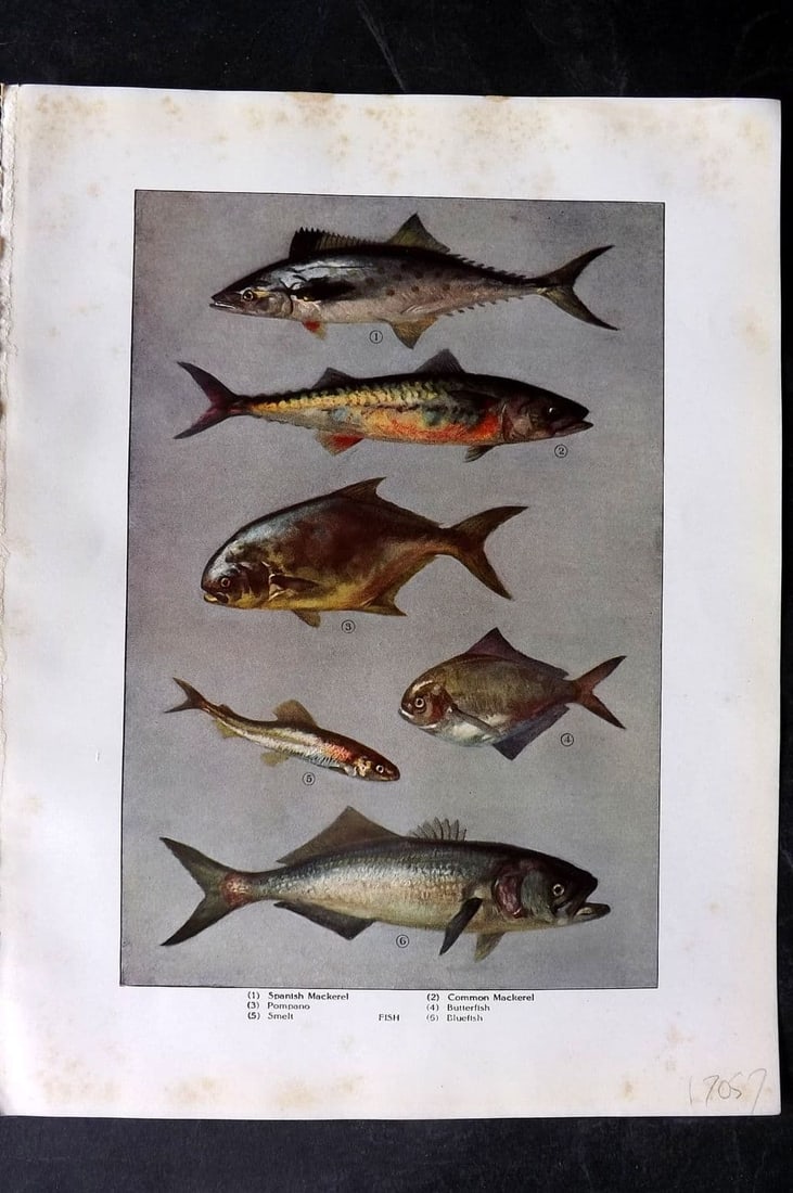 Ward, Artemas 1911 Antique Fish Print. Weakfish, Mackerel, Sea Trout, Bluefish (1 of 1)