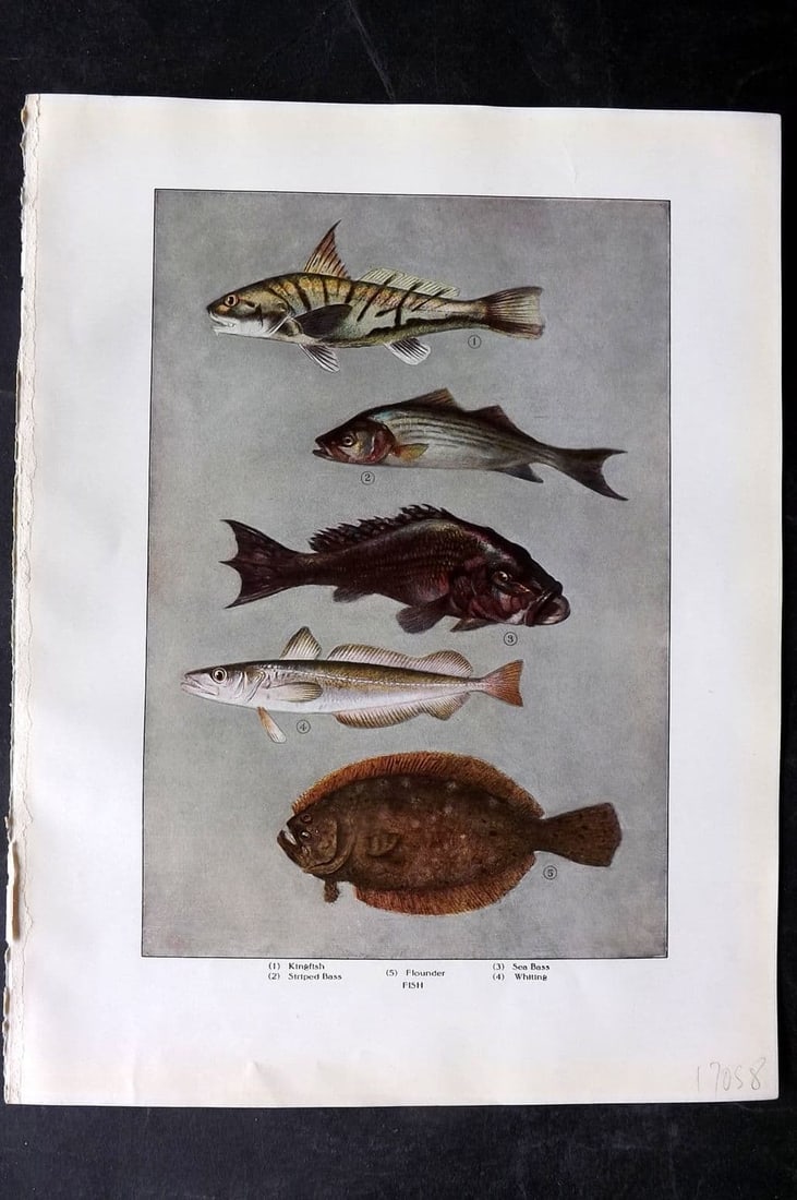Ward, Artemas 1911 Antique Fish Print. Sea Bass, Haddock, Shad (1 of 1)